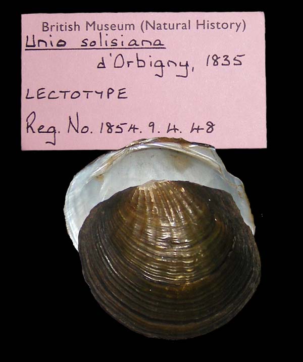 specimen