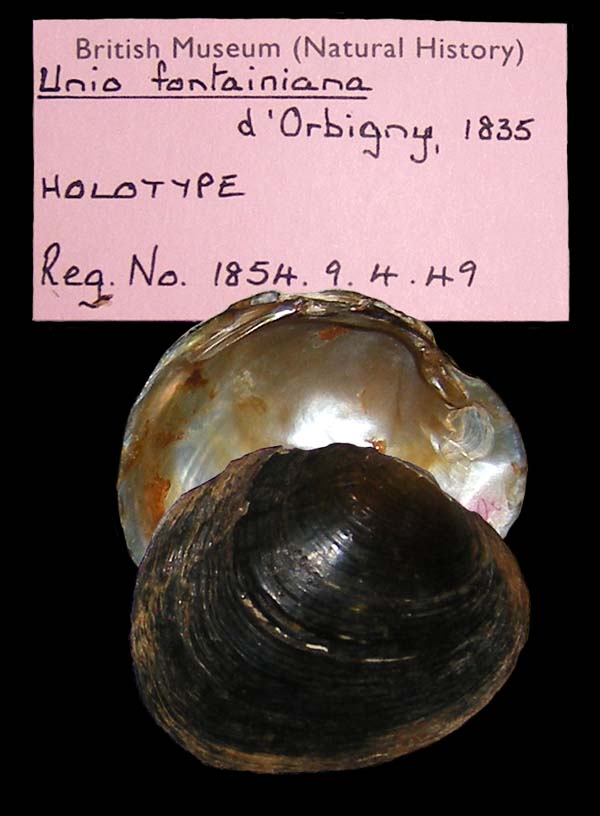 Decorative image of a representative of Diplodon fontainianus