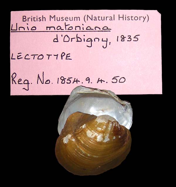 specimen