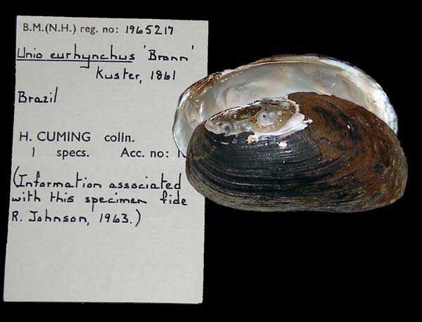 specimen