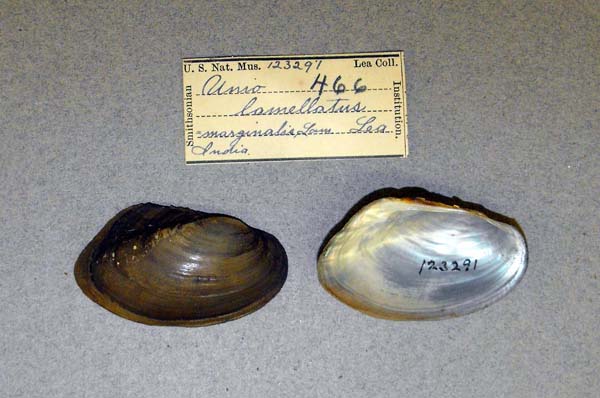 image of lot USNM_123291