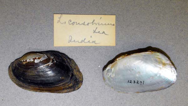 image of lot USNM_123291