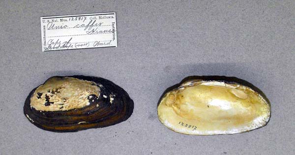 image of lot USNM_125817