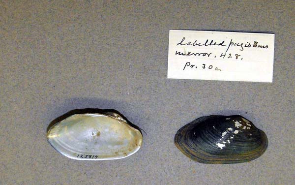 image of lot USNM_125819