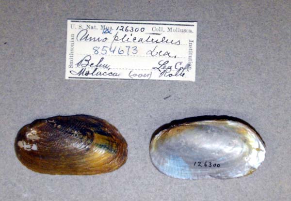 image of lot USNM_126300_02