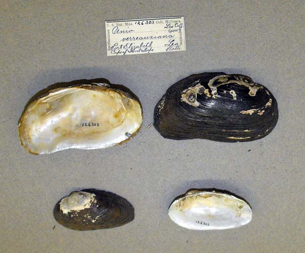 image of lot USNM_126303