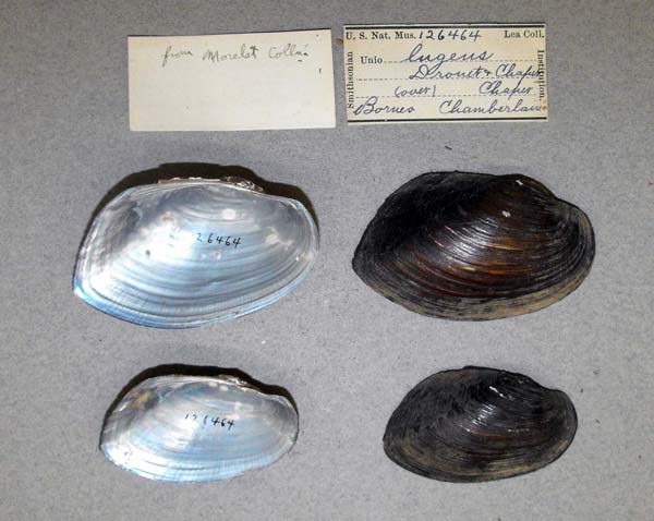 image of lot USNM_126464