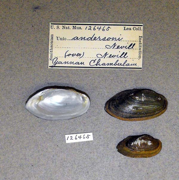 image of lot USNM_126465