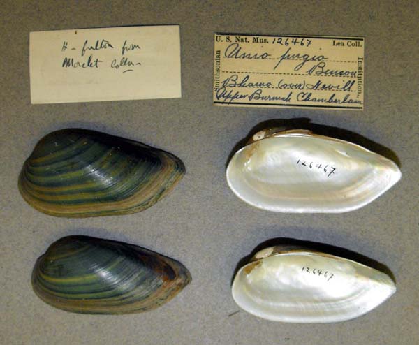 image of lot USNM_126467