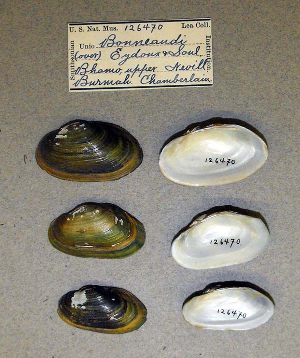 image of lot USNM_126470