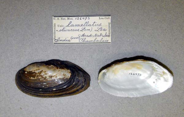 image of lot USNM_126473