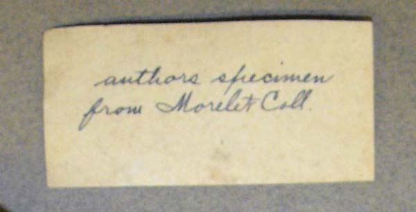 image of lot USNM_126478