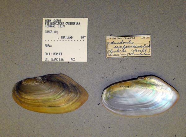 image of lot USNM_126503