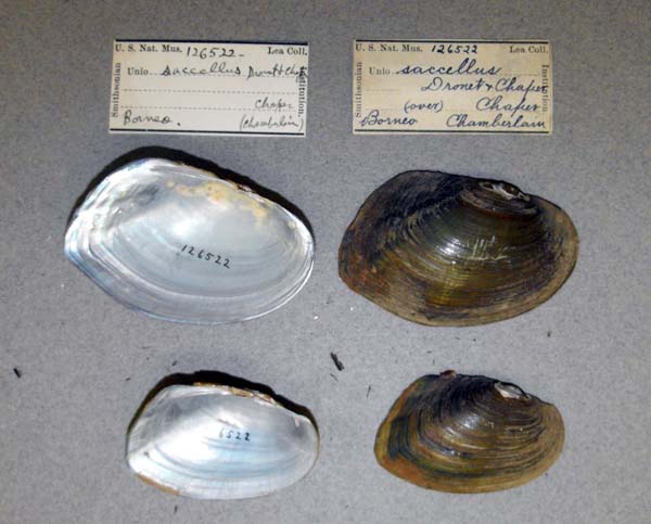 image of lot USNM_126522