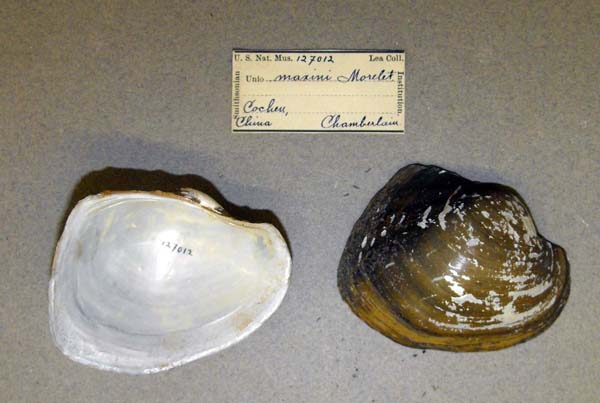 image of lot USNM_127012