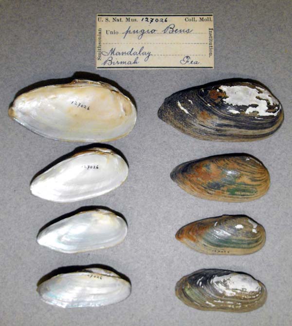 image of lot USNM_127026