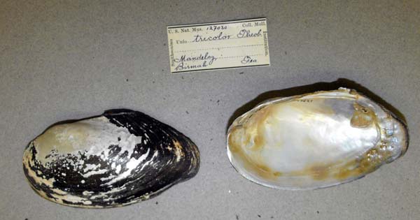 image of lot USNM_127030