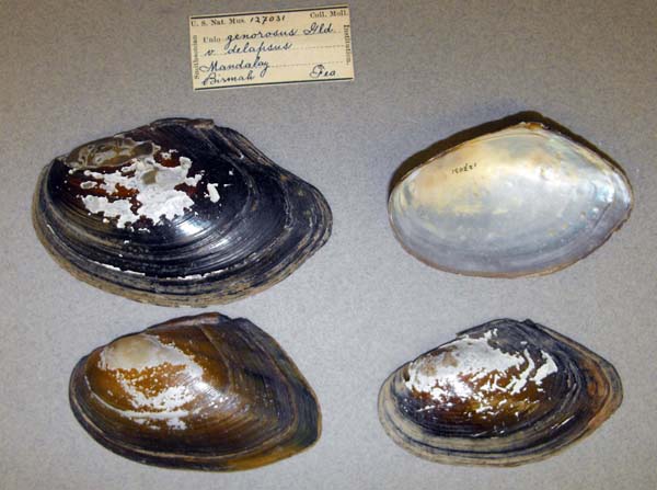 image of lot USNM_127031