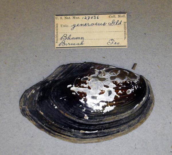 image of lot USNM_127036