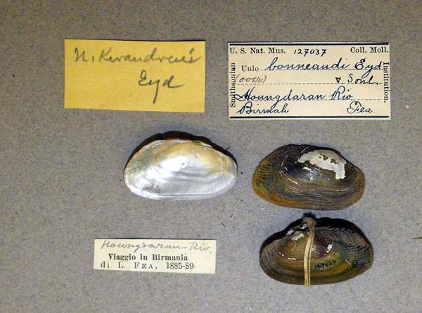 image of lot USNM_127037