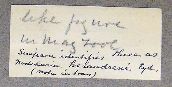 image of lot USNM_127037