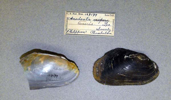 image of lot USNM_127179