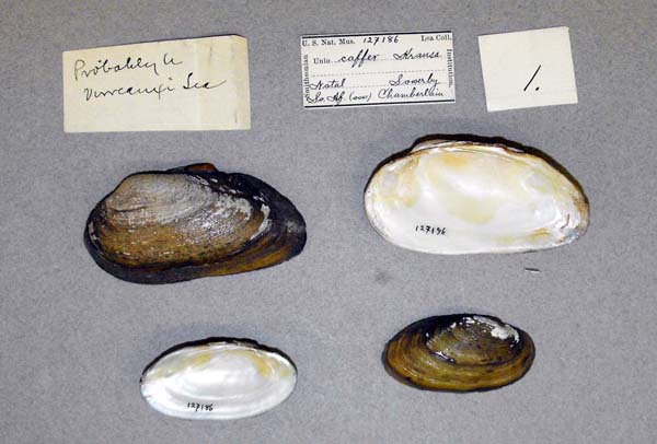 image of lot USNM_127186