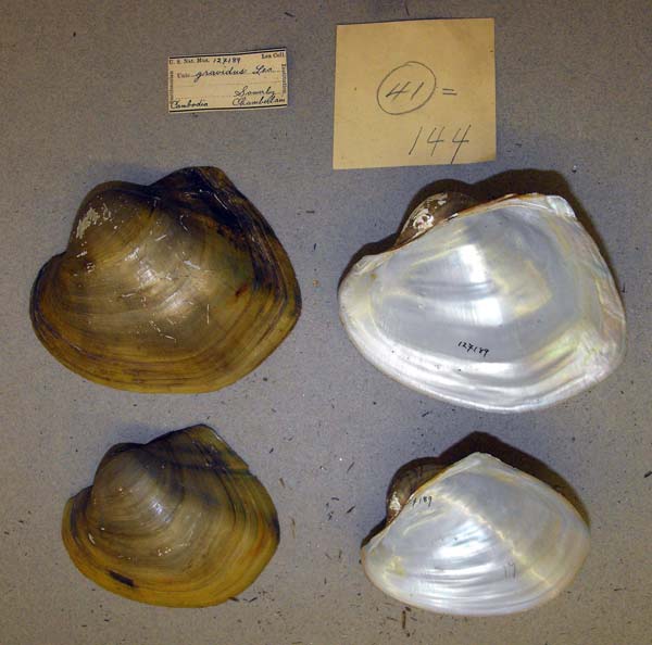 image of lot USNM_127189