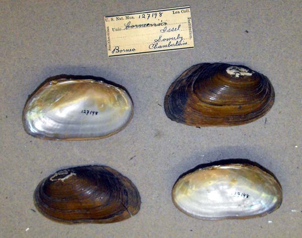 image of lot USNM_127198