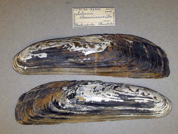 image of lot USNM_127246