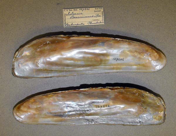 image of lot USNM_127246