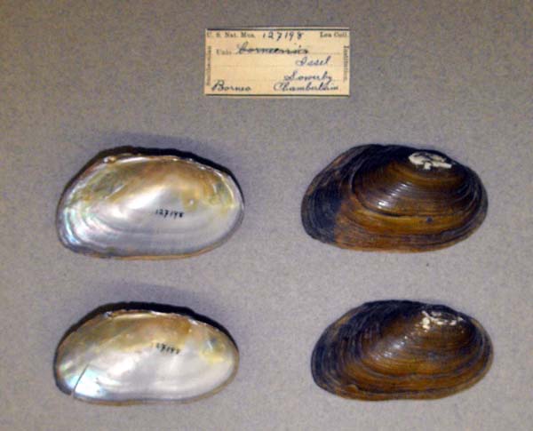 image of lot USNM_12798