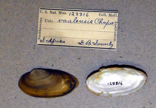 image of lot USNM_128816