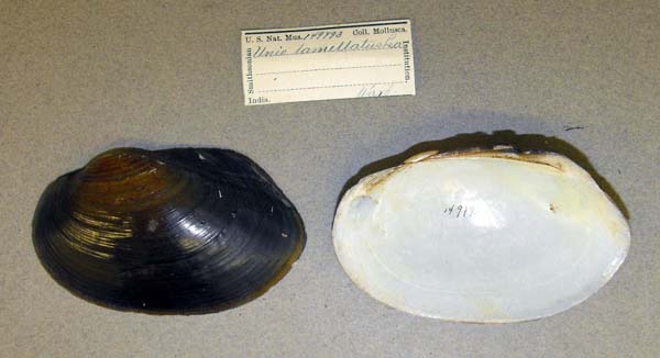 image of lot USNM_149793