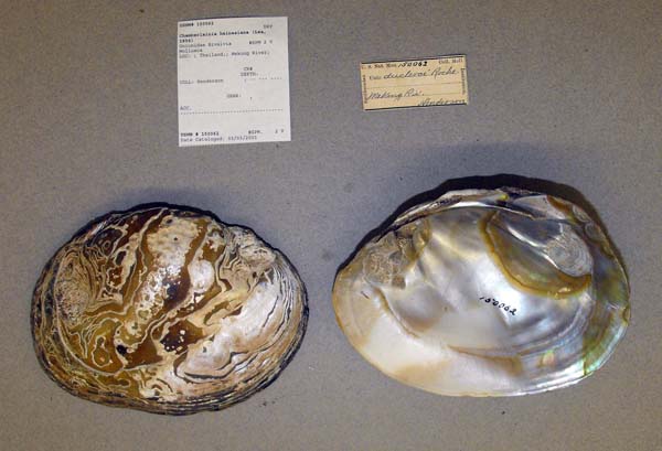 image of lot USNM_150062