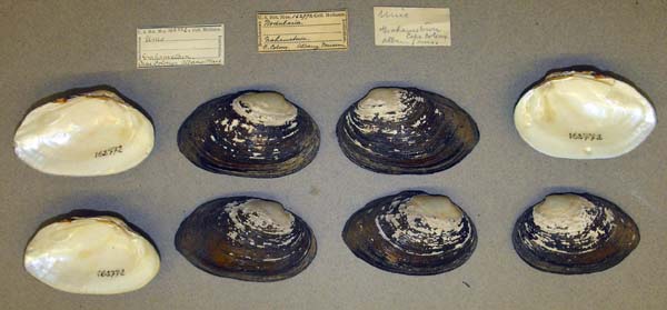 image of lot USNM_162772