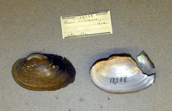 image of lot USNM_17388