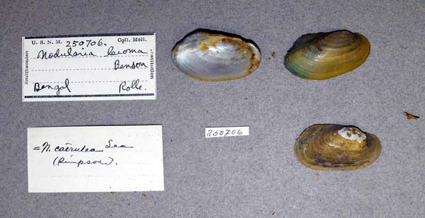 image of lot USNM_250706