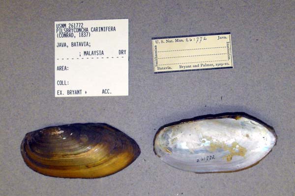 image of lot USNM_261772