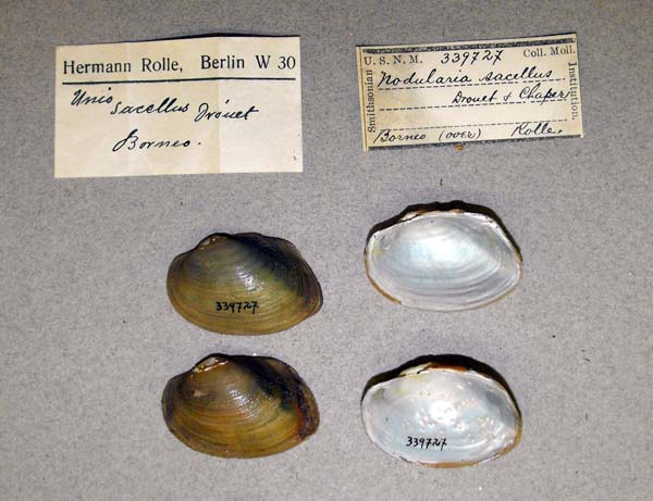 image of lot USNM_339727