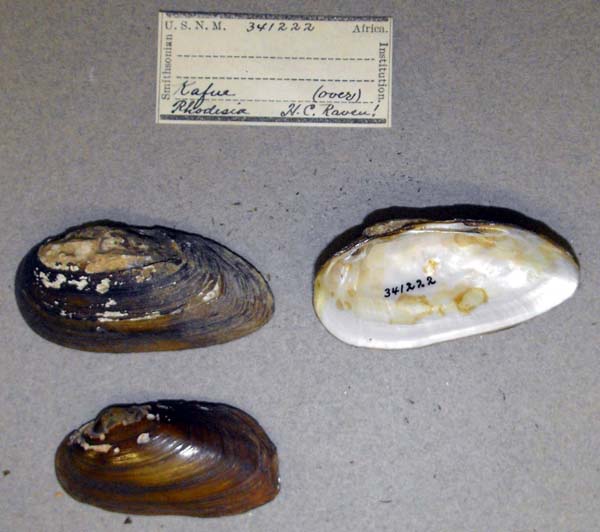 image of lot USNM_341222