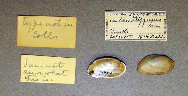 image of lot USNM_34154