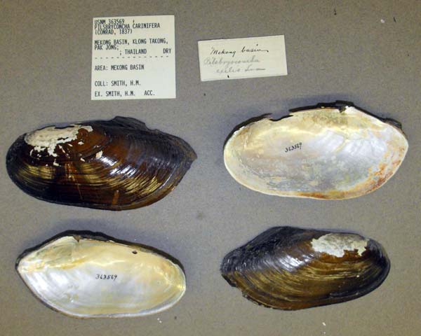 image of lot USNM_363569