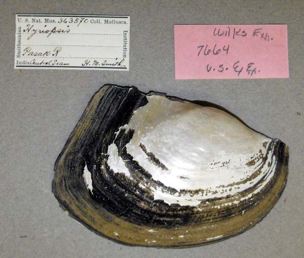 image of lot USNM_363570