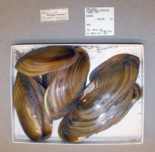 image of lot USNM_365423