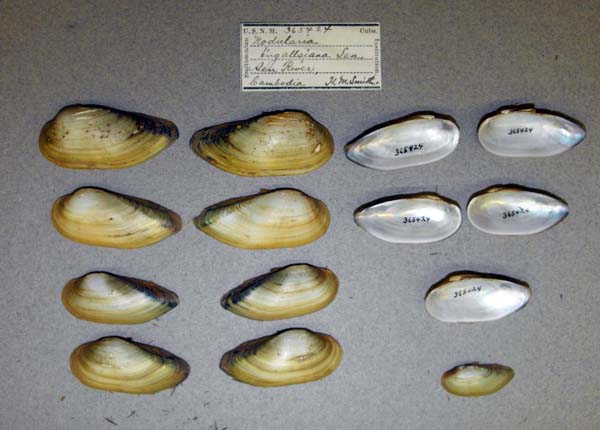 image of lot USNM_365424