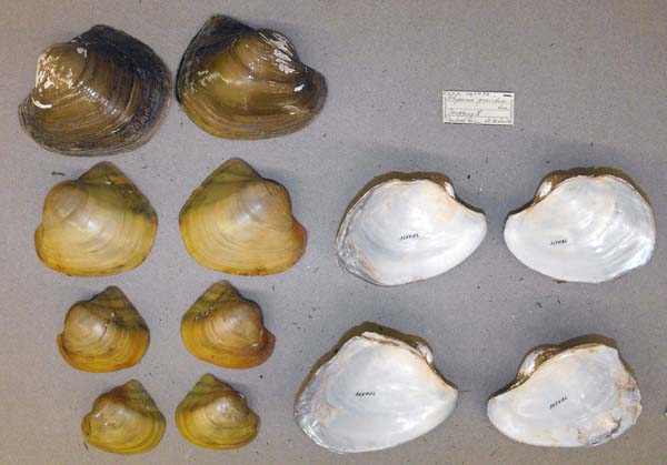 image of lot USNM_365436