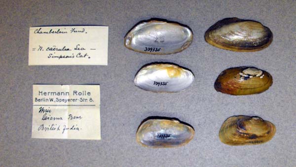 image of lot USNM_399735