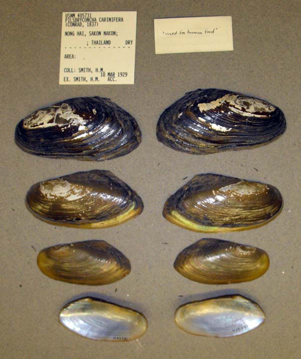 image of lot USNM_405731