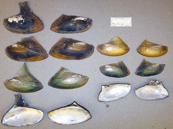 image of lot USNM_405739